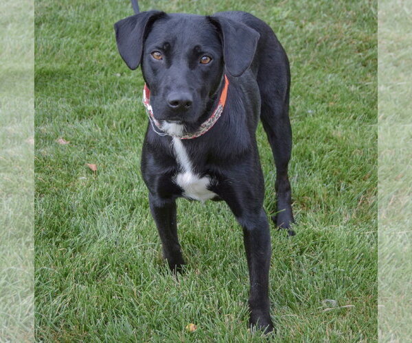 Medium Photo #3 Mutt Puppy For Sale in Huntley, IL, USA