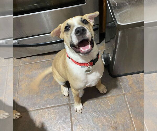 Medium Photo #13 American Pit Bull Terrier-Golden Retriever Mix Puppy For Sale in Peoria, AZ, USA