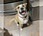 Small #12 American Pit Bull Terrier-Golden Retriever Mix
