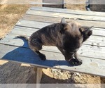 Small Photo #11 Belgian Malinois-Dutch Shepherd Dog Mix Puppy For Sale in CALHAN, CO, USA