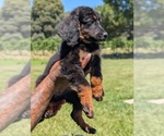 Small Photo #14 Bernedoodle (Miniature) Puppy For Sale in SACRAMENTO, CA, USA