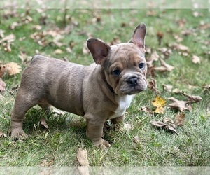 Free-Lance Bulldog Puppy for sale in NEWTON, NJ, USA