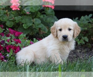 Golden Retriever Puppy for sale in FREDERICKSBG, OH, USA