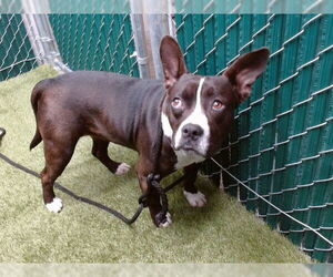 French Bulldog Dogs for adoption in Downey, CA, USA