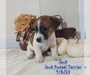 Jack Russell Terrier Puppy for Sale in TOPEKA, Indiana USA
