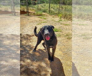 Labrador Retriever-Unknown Mix Dogs for adoption in San Diego, CA, USA