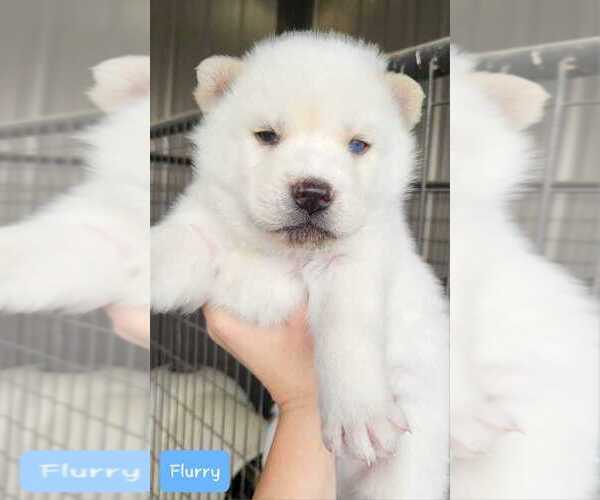 Medium Photo #1 Siberian Husky Puppy For Sale in MIAMI, OK, USA