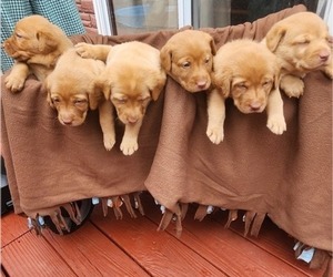 Labrador Retriever Litter for sale in BUFFALO, NY, USA