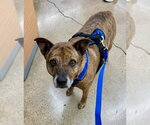 Small #3 Boxer-Mountain Cur Mix
