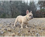 Small Photo #3 French Bulldog Puppy For Sale in LOCUST GROVE, GA, USA
