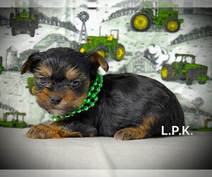 Yorkshire Terrier Puppy for sale in WINNSBORO, LA, USA