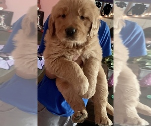 Golden Retriever Puppy for sale in MODESTO, CA, USA