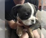Small #1 Olde English Bulldogge