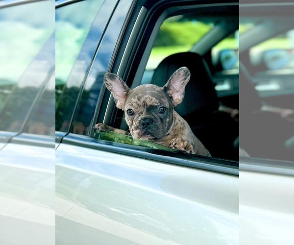 Medium Photo #10 French Bulldog Puppy For Sale in BETHPAGE, NY, USA