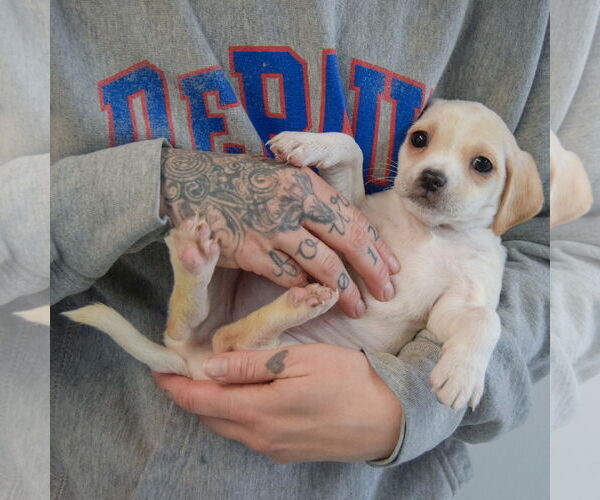 Medium Photo #4 Chiweenie Puppy For Sale in Huntley, IL, USA