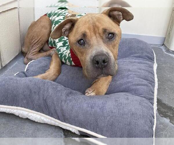 Medium Photo #1 American Pit Bull Terrier-Unknown Mix Puppy For Sale in Corpus Christi, TX, USA