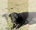 Small #1 Labrador Retriever Mix