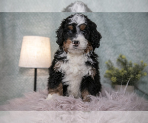 Medium Bernedoodle (Miniature)