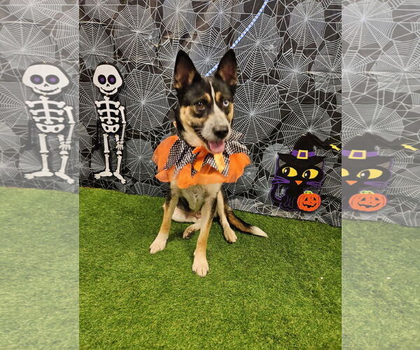 Medium Photo #2 Mutt Puppy For Sale in Euless, TX, USA