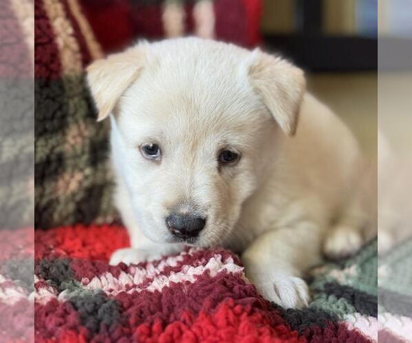 Medium Photo #1 Golden Labrador Puppy For Sale in San Diego, CA, USA