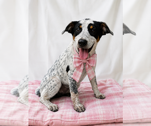 Jack-A-Bee Dogs for adoption in Mt. Laurel, NJ, USA
