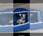 Small #4 Chihuahua