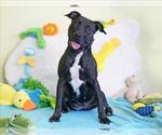 Small #1 American Staffordshire Terrier Mix