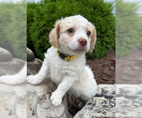 Medium Photo #1 Shih Tzu-Unknown Mix Puppy For Sale in Raleigh, NC, USA