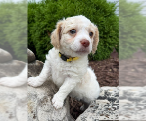 Shih Tzu-Unknown Mix Dogs for adoption in Raleigh, NC, USA