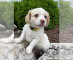 Small Shih Tzu Mix