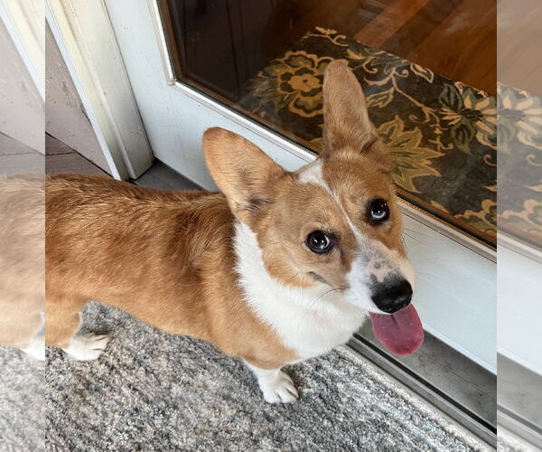 Medium Photo #2 Pembroke Welsh Corgi Puppy For Sale in San Jose, CA, USA