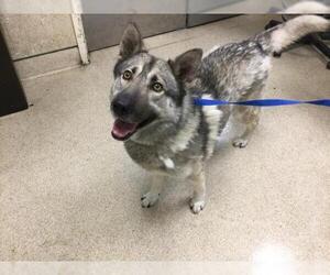 Siberian Husky Dogs for adoption in Riverside, CA, USA