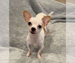 Small Chihuahua Mix