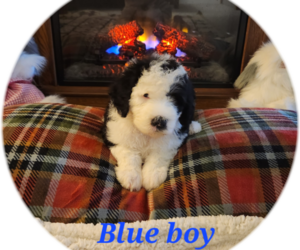 Sheepadoodle Puppy for sale in KENDALL, WI, USA