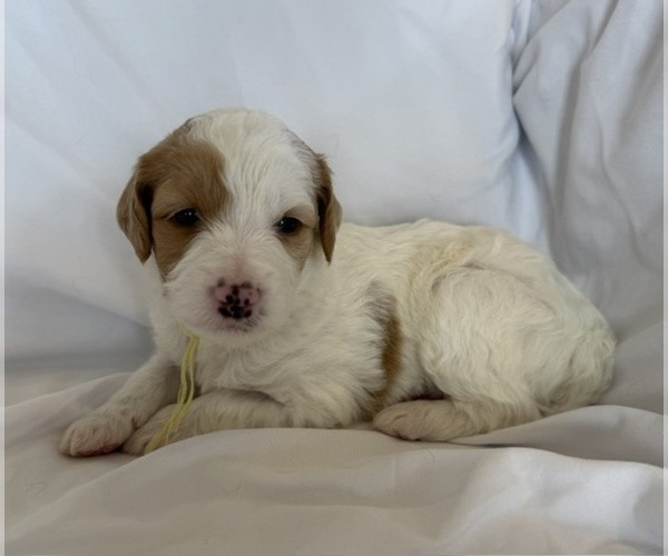 Medium Photo #5 Bernedoodle mix (+ Poodle Standard) Puppy For Sale in WAYLAND, MI, USA