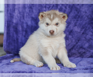 Alaskan Malamute Puppy for sale in LIBERTY, KY, USA