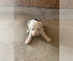Puppy Puppy 2 Old English Sheepdog
