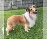 Small #1 Collie