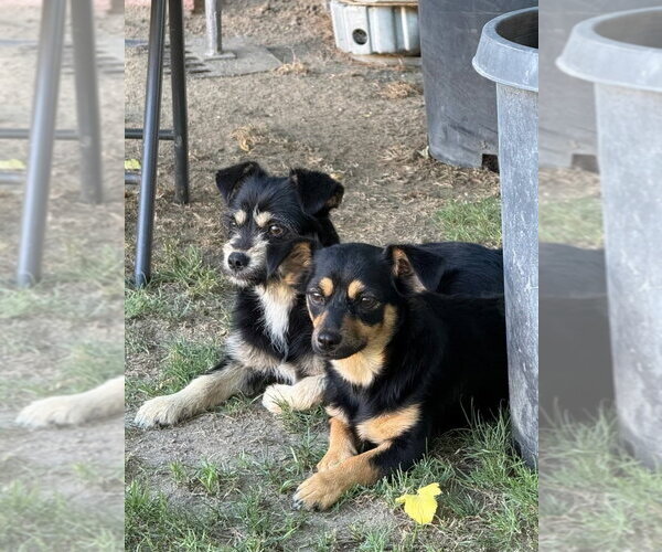 Medium Photo #1 Chihuahua-Unknown Mix Puppy For Sale in Dana Point, CA, USA