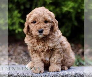 Goldendoodle (Miniature) Puppy for sale in KINZERS, PA, USA