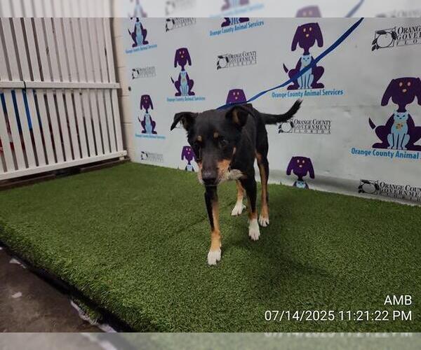 Medium Photo #1 Miniature Pinscher-Unknown Mix Puppy For Sale in Orlando, FL, USA