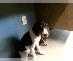 English Coonhound Dogs for adoption in Tallahassee, FL, USA