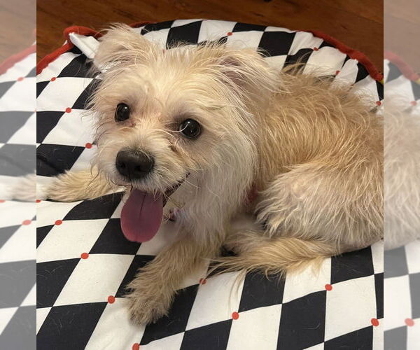 Medium Photo #9 Mutt Puppy For Sale in Mundelein, IL, USA