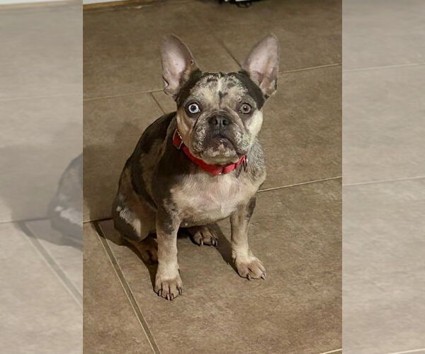 Medium Photo #1 French Bulldog Puppy For Sale in Evansville, IN, USA
