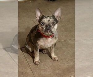 French Bulldog Dogs for adoption in Evansville, IN, USA