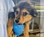 Small Spaniel Mix