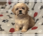 Puppy Sasha Shih Tzu