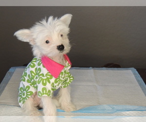 Chinese Crested Puppy for sale in AVONDALE, AZ, USA