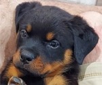 Small #2 Rottweiler