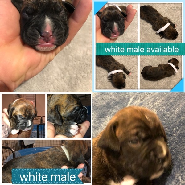 Medium Photo #1 Boxer Puppy For Sale in FREDERICKSBURG, VA, USA